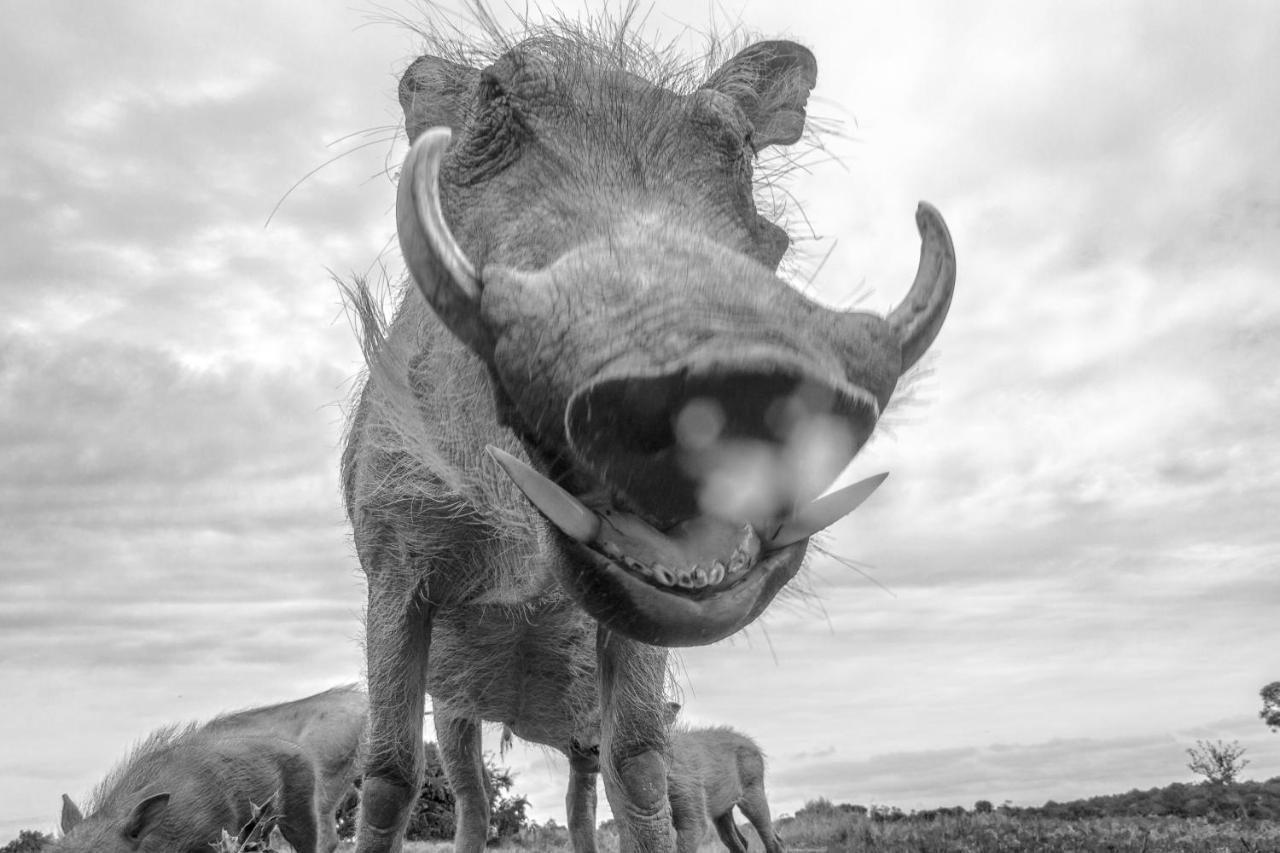 Pumba Private Game Reserve Grahamstown Luaran gambar