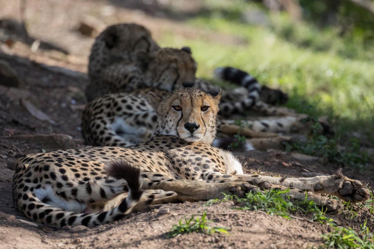 Pumba Private Game Reserve Grahamstown Luaran gambar