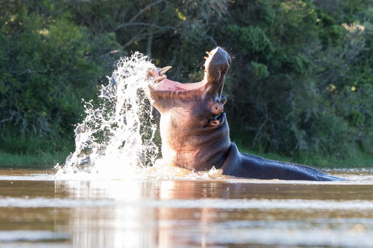 Pumba Private Game Reserve Grahamstown Luaran gambar
