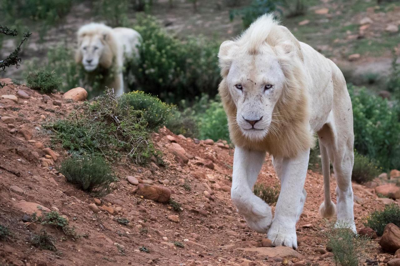 Pumba Private Game Reserve Grahamstown Luaran gambar
