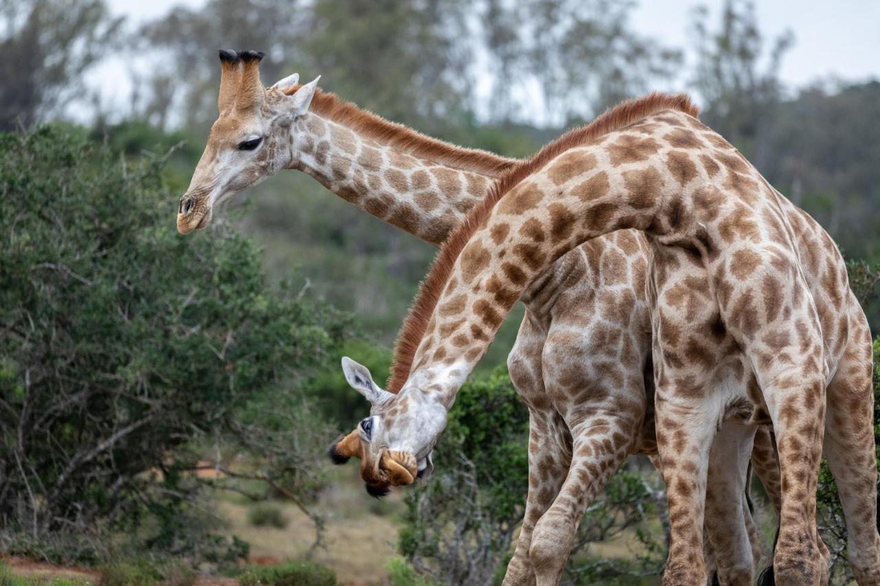 Pumba Private Game Reserve Grahamstown Luaran gambar