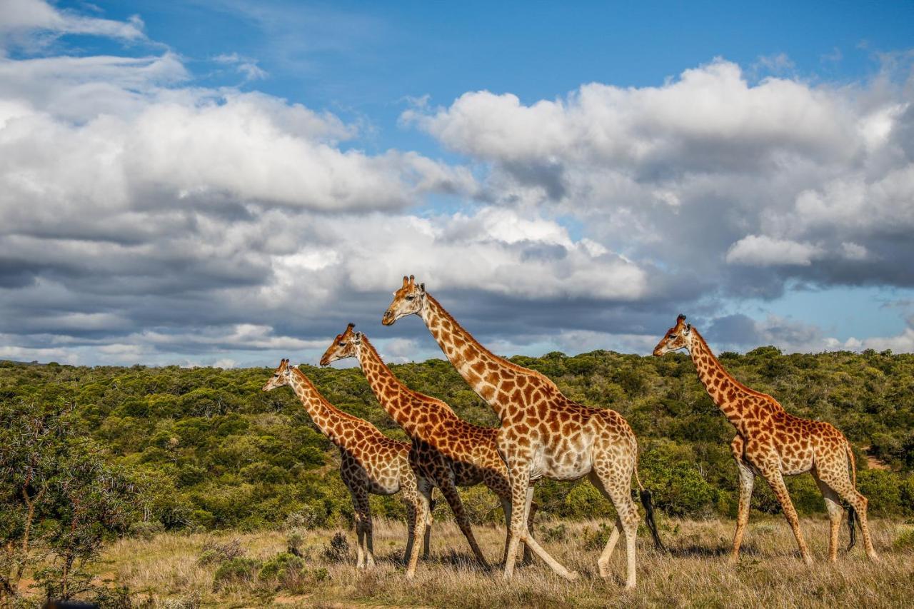 Pumba Private Game Reserve Grahamstown Luaran gambar