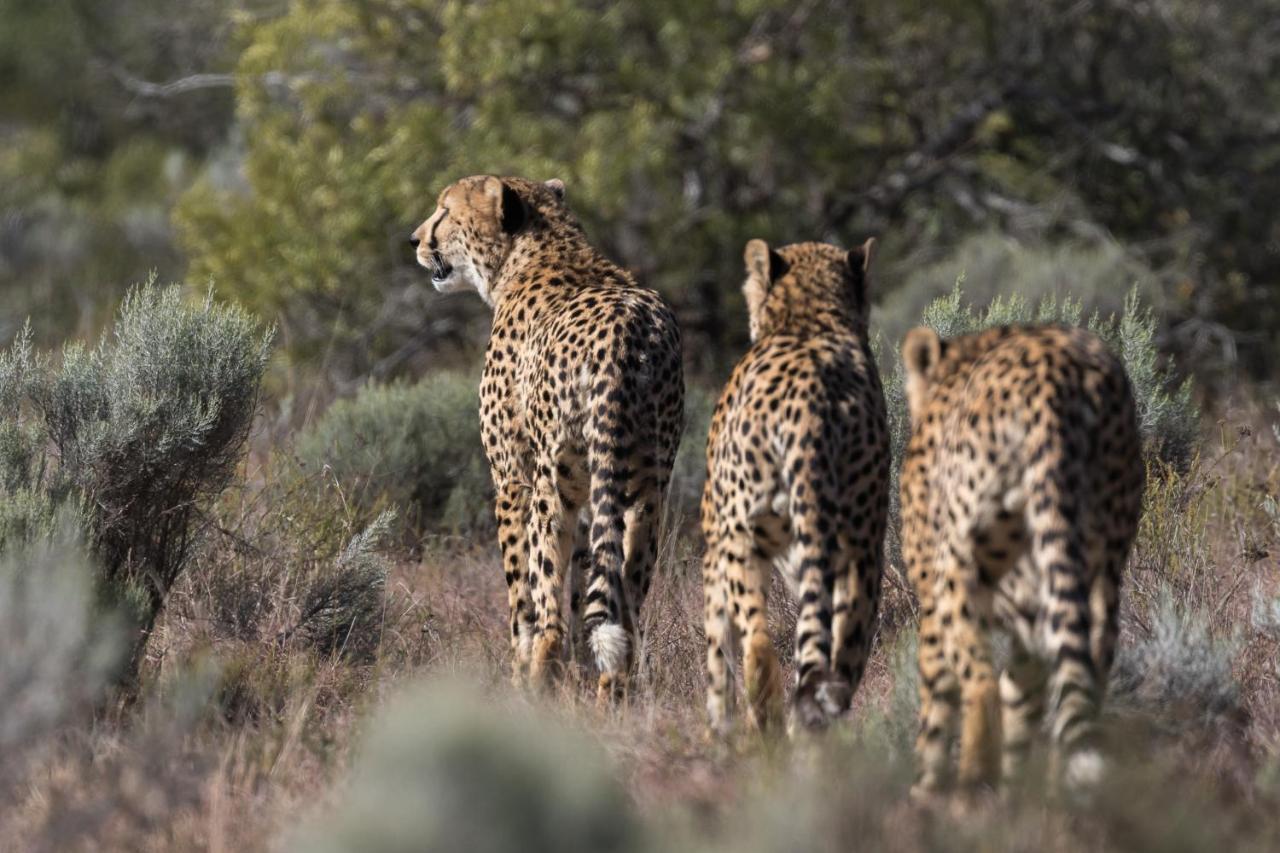 Pumba Private Game Reserve Grahamstown Luaran gambar